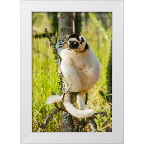 Madagascar-Berenty-Berenty Reserve Verreauxs sifaka in a Alluaudia procera tree White Modern Wood Framed Art Print by Hogstrom, Inger