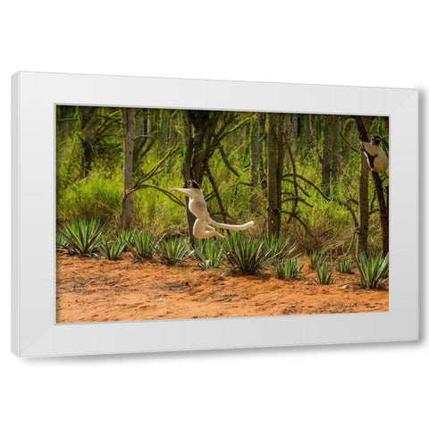 Madagascar-Berenty-Berenty Reserve Verreauxs sifaka leaping down to the road White Modern Wood Framed Art Print by Hogstrom, Inger