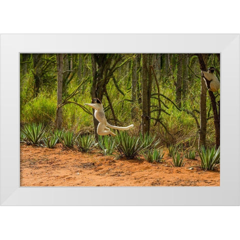 Madagascar-Berenty-Berenty Reserve Verreauxs sifaka leaping down to the road White Modern Wood Framed Art Print by Hogstrom, Inger