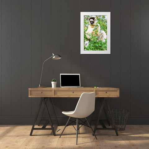 Madagascar-Berenty-Berenty Reserve Verreauxs sifaka eating leaves in a tree White Modern Wood Framed Art Print by Hogstrom, Inger