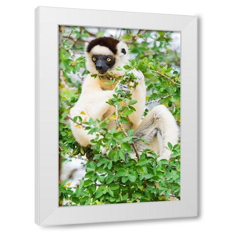 Madagascar-Berenty-Berenty Reserve Verreauxs sifaka eating leaves in a tree White Modern Wood Framed Art Print by Hogstrom, Inger