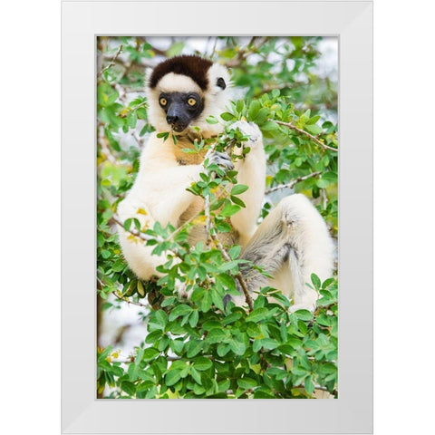 Madagascar-Berenty-Berenty Reserve Verreauxs sifaka eating leaves in a tree White Modern Wood Framed Art Print by Hogstrom, Inger