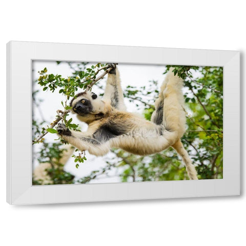 Madagascar-Berenty-Berenty Reserve Verreauxs sifaka eating leaves in a tree White Modern Wood Framed Art Print by Hogstrom, Inger