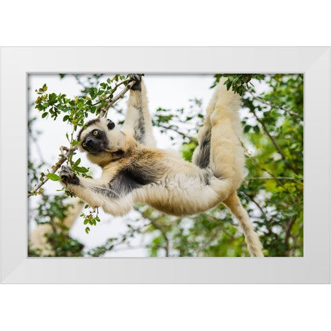 Madagascar-Berenty-Berenty Reserve Verreauxs sifaka eating leaves in a tree White Modern Wood Framed Art Print by Hogstrom, Inger