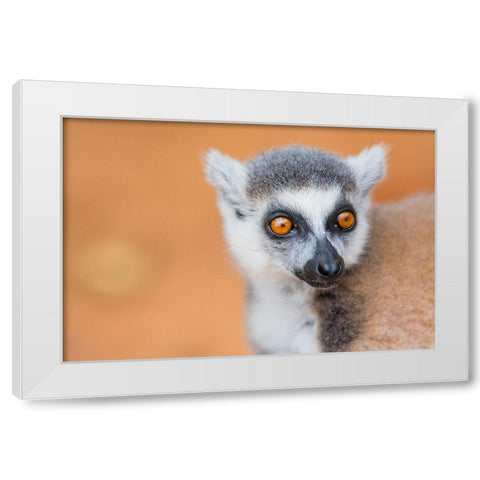 Madagascar-Berenty-Berenty Reserve Ring-tailed lemur White Modern Wood Framed Art Print by Hogstrom, Inger