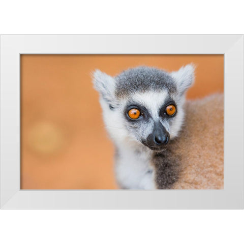 Madagascar-Berenty-Berenty Reserve Ring-tailed lemur White Modern Wood Framed Art Print by Hogstrom, Inger