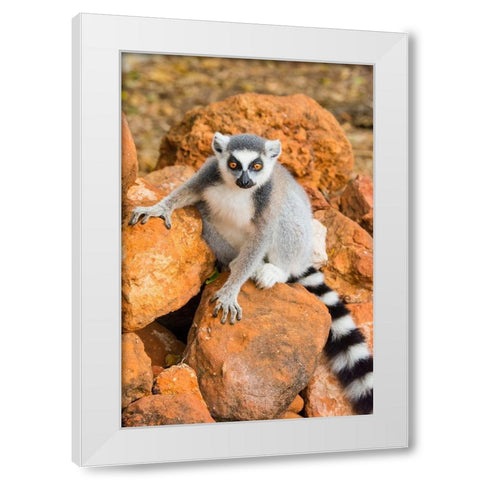 Madagascar-Berenty-Berenty Reserve Ring-tailed lemur sitting on some rocks White Modern Wood Framed Art Print by Hogstrom, Inger