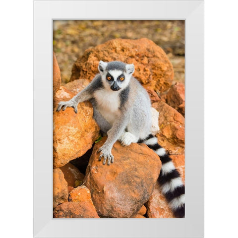 Madagascar-Berenty-Berenty Reserve Ring-tailed lemur sitting on some rocks White Modern Wood Framed Art Print by Hogstrom, Inger