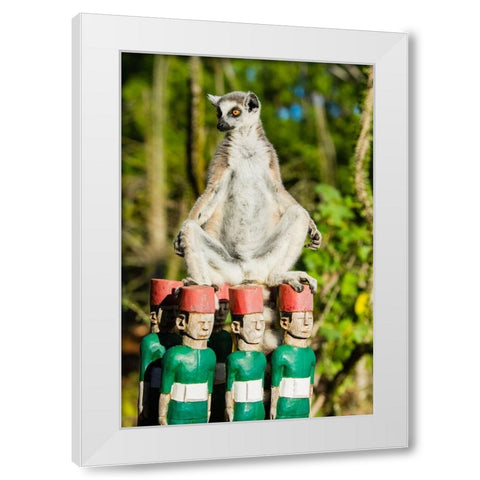 Madagascar-Berenty-Berenty Reserve Ring-tailed lemur warming itself in the morning sunshine White Modern Wood Framed Art Print by Hogstrom, Inger