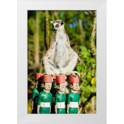 Madagascar-Berenty-Berenty Reserve Ring-tailed lemur warming itself in the morning sunshine White Modern Wood Framed Art Print by Hogstrom, Inger
