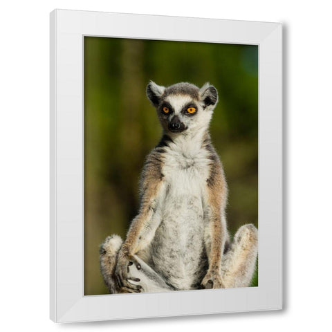 Madagascar-Berenty-Berenty Reserve Ring-tailed lemur White Modern Wood Framed Art Print by Hogstrom, Inger
