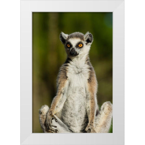 Madagascar-Berenty-Berenty Reserve Ring-tailed lemur White Modern Wood Framed Art Print by Hogstrom, Inger