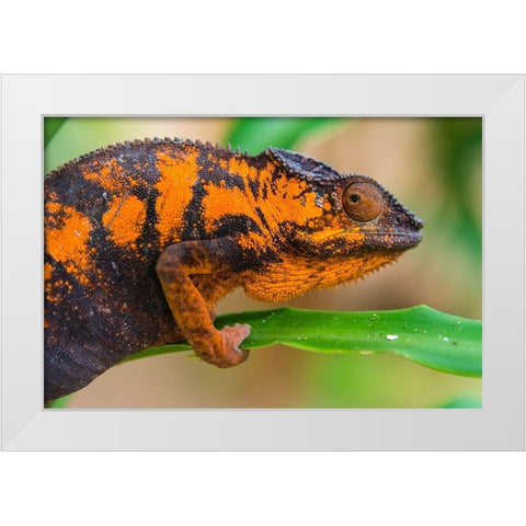 Madagascar-Marozevo Peyrieras Reptile Farm-panther chameleon Female of the species White Modern Wood Framed Art Print by Hogstrom, Inger