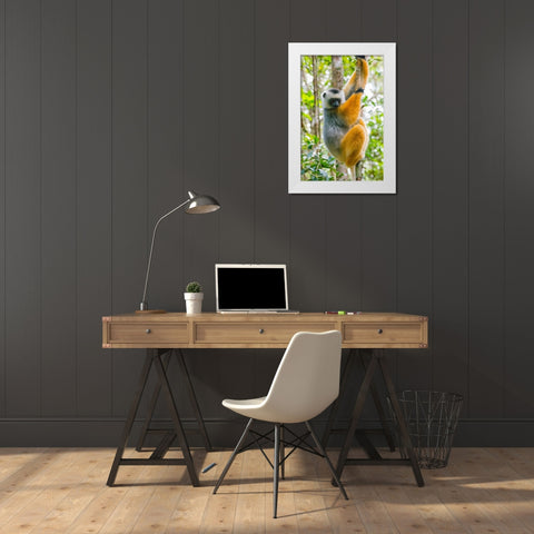 Madagascar-Andasibe-Vakona Lodge-Lemur Island Diademed sifaka in a tree White Modern Wood Framed Art Print by Hogstrom, Inger