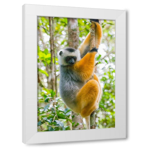 Madagascar-Andasibe-Vakona Lodge-Lemur Island Diademed sifaka in a tree White Modern Wood Framed Art Print by Hogstrom, Inger