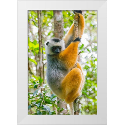 Madagascar-Andasibe-Vakona Lodge-Lemur Island Diademed sifaka in a tree White Modern Wood Framed Art Print by Hogstrom, Inger