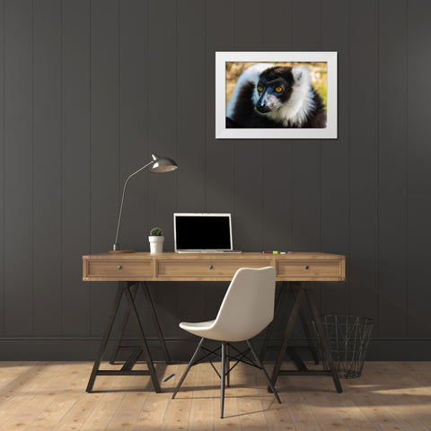 Madagascar-Andasibe-Vakona Lodge-Lemur Island Black and white ruffed lemur White Modern Wood Framed Art Print by Hogstrom, Inger