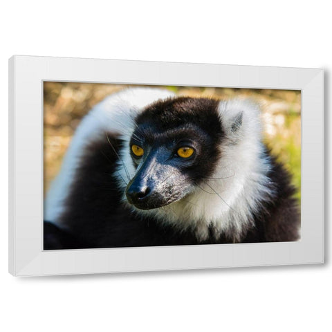 Madagascar-Andasibe-Vakona Lodge-Lemur Island Black and white ruffed lemur White Modern Wood Framed Art Print by Hogstrom, Inger