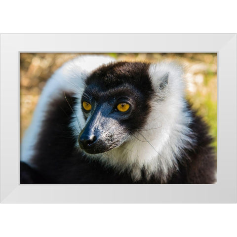 Madagascar-Andasibe-Vakona Lodge-Lemur Island Black and white ruffed lemur White Modern Wood Framed Art Print by Hogstrom, Inger