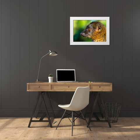 Madagascar-Andasibe-Vakona Lodge-Lemur Island Common brown lemur White Modern Wood Framed Art Print by Hogstrom, Inger