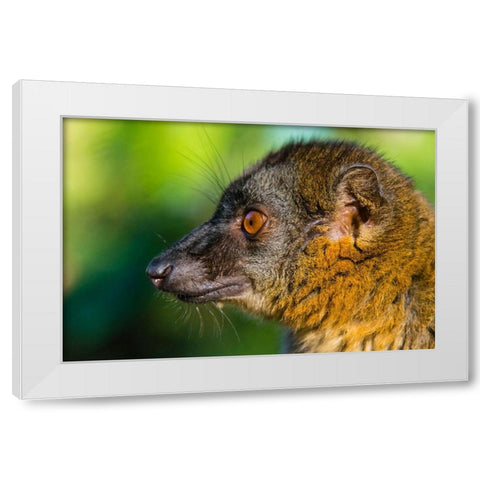 Madagascar-Andasibe-Vakona Lodge-Lemur Island Common brown lemur White Modern Wood Framed Art Print by Hogstrom, Inger