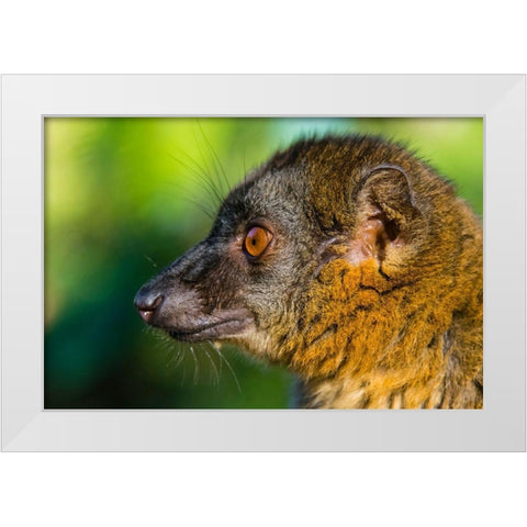 Madagascar-Andasibe-Vakona Lodge-Lemur Island Common brown lemur White Modern Wood Framed Art Print by Hogstrom, Inger