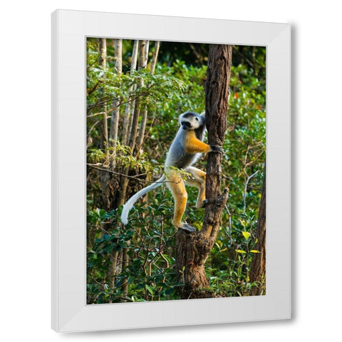 Madagascar-Andasibe-Vakona Lodge-Lemur Island Diademed sifaka climbing a tree White Modern Wood Framed Art Print by Hogstrom, Inger