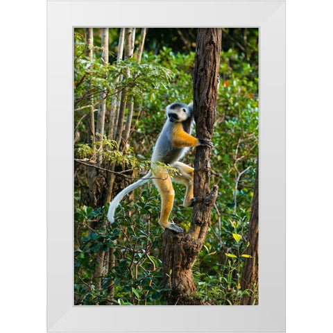 Madagascar-Andasibe-Vakona Lodge-Lemur Island Diademed sifaka climbing a tree White Modern Wood Framed Art Print by Hogstrom, Inger