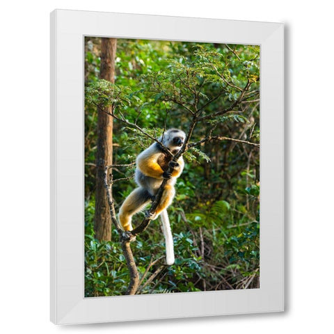 Madagascar-Andasibe-Vakona Lodge-Lemur Island Diademed sifaka in a tree White Modern Wood Framed Art Print by Hogstrom, Inger