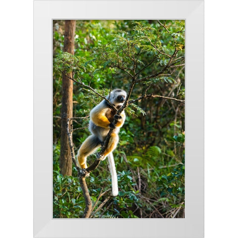 Madagascar-Andasibe-Vakona Lodge-Lemur Island Diademed sifaka in a tree White Modern Wood Framed Art Print by Hogstrom, Inger