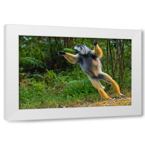 Madagascar-Andasibe-Vakona Lodge-Lemur Island Diademed sifaka leaping along the ground White Modern Wood Framed Art Print by Hogstrom, Inger