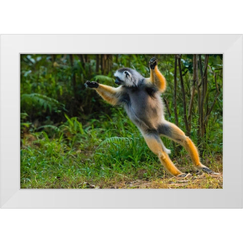 Madagascar-Andasibe-Vakona Lodge-Lemur Island Diademed sifaka leaping along the ground White Modern Wood Framed Art Print by Hogstrom, Inger