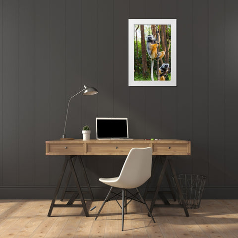 Madagascar-Andasibe-Vakona Lodge-Lemur Island Diademed sifakas in a tree White Modern Wood Framed Art Print by Hogstrom, Inger