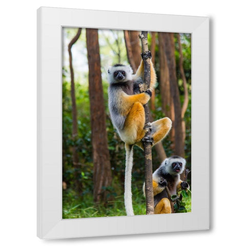 Madagascar-Andasibe-Vakona Lodge-Lemur Island Diademed sifakas in a tree White Modern Wood Framed Art Print by Hogstrom, Inger