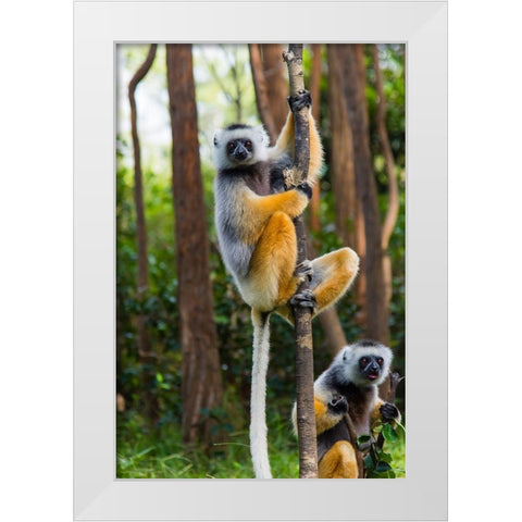 Madagascar-Andasibe-Vakona Lodge-Lemur Island Diademed sifakas in a tree White Modern Wood Framed Art Print by Hogstrom, Inger
