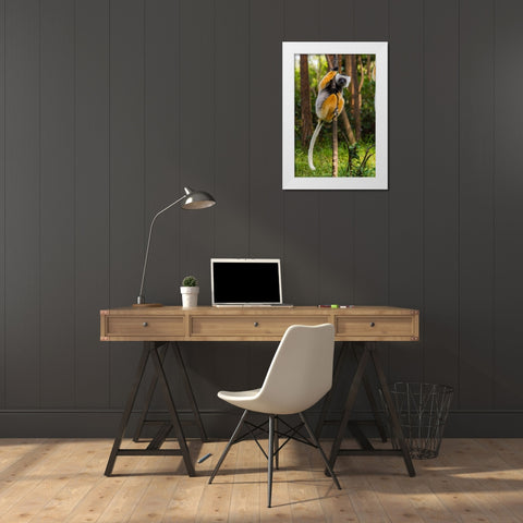 Madagascar-Andasibe-Vakona Lodge-Lemur Island Diademed sifaka in a tree White Modern Wood Framed Art Print by Hogstrom, Inger