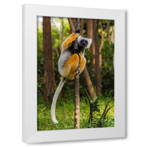 Madagascar-Andasibe-Vakona Lodge-Lemur Island Diademed sifaka in a tree White Modern Wood Framed Art Print by Hogstrom, Inger