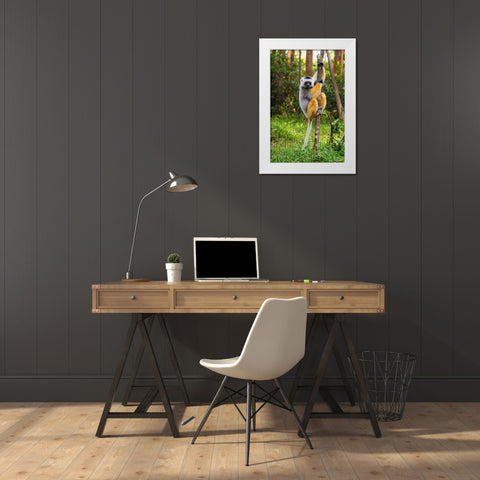 Madagascar-Andasibe-Vakona Lodge-Lemur Island Diademed sifaka in a tree White Modern Wood Framed Art Print by Hogstrom, Inger