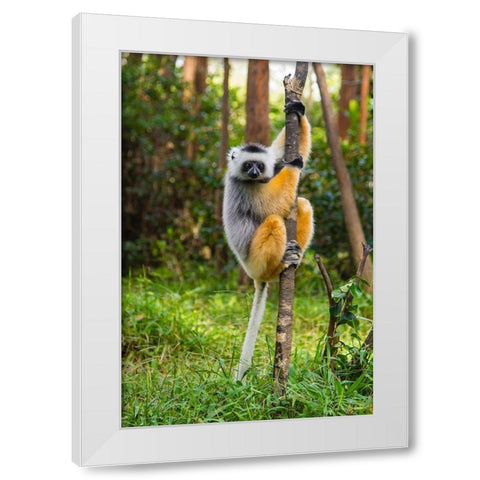 Madagascar-Andasibe-Vakona Lodge-Lemur Island Diademed sifaka in a tree White Modern Wood Framed Art Print by Hogstrom, Inger