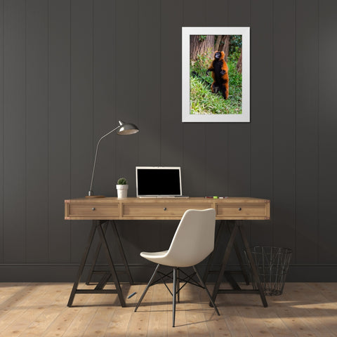 Madagascar-Andasibe-Vakona Lodge-Lemur Island Red ruffed lemur (Varecia rubra) standing White Modern Wood Framed Art Print by Hogstrom, Inger