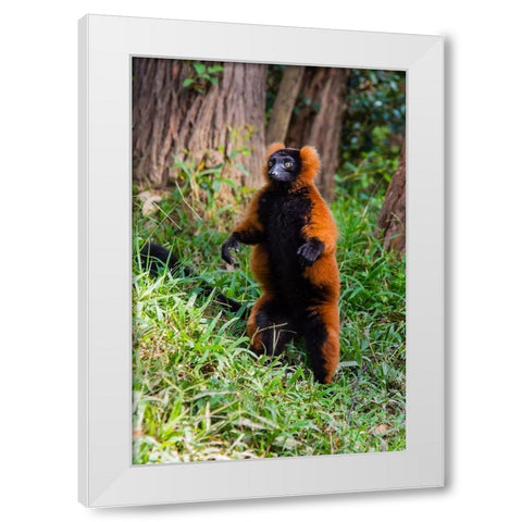 Madagascar-Andasibe-Vakona Lodge-Lemur Island Red ruffed lemur (Varecia rubra) standing White Modern Wood Framed Art Print by Hogstrom, Inger