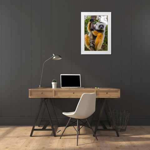 Madagascar-Andasibe-Vakona Lodge-Lemur Island Diademed sifaka curiously looking at something White Modern Wood Framed Art Print by Hogstrom, Inger