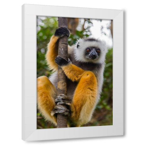 Madagascar-Andasibe-Vakona Lodge-Lemur Island Diademed sifaka curiously looking at something White Modern Wood Framed Art Print by Hogstrom, Inger