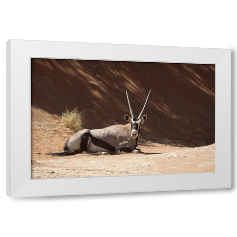 Resting Oryx, Namib-Naukluft, Sossusvlei, Namibia White Modern Wood Framed Art Print by Kaveney, Wendy