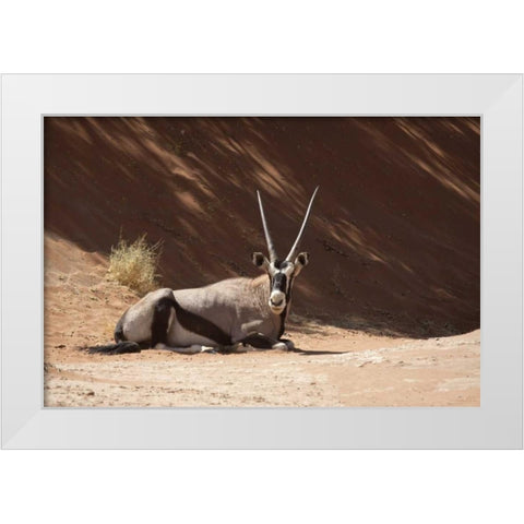 Resting Oryx, Namib-Naukluft, Sossusvlei, Namibia White Modern Wood Framed Art Print by Kaveney, Wendy