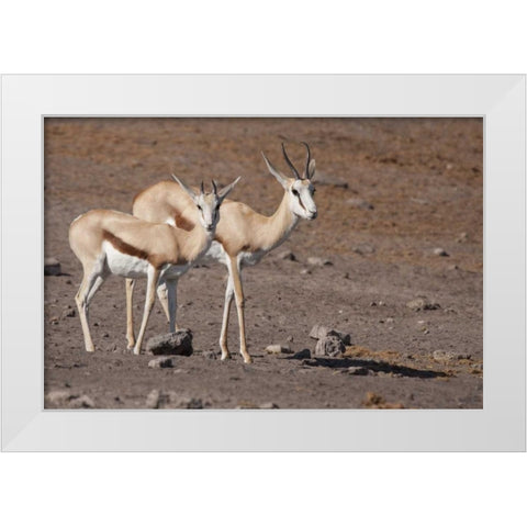 Pair of springboks, Etosha NP, Namibia White Modern Wood Framed Art Print by Kaveney, Wendy