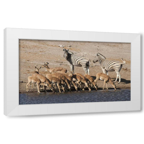 Zebras and black-faced impala, Etosha NP, Namibia White Modern Wood Framed Art Print by Kaveney, Wendy