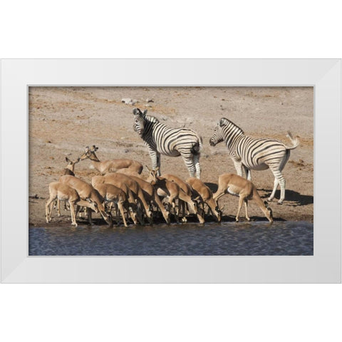 Zebras and black-faced impala, Etosha NP, Namibia White Modern Wood Framed Art Print by Kaveney, Wendy
