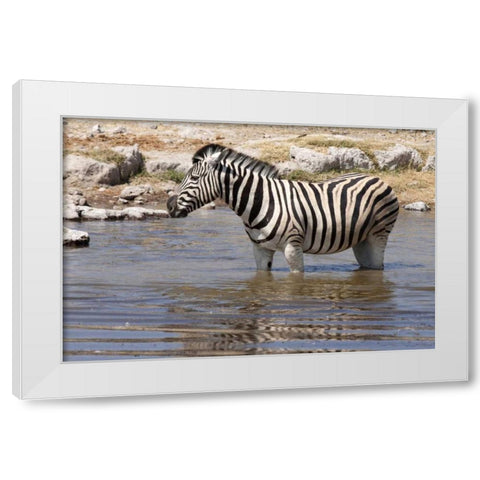 Zebra standing in waterhole, Etosha NP, Namibia White Modern Wood Framed Art Print by Kaveney, Wendy