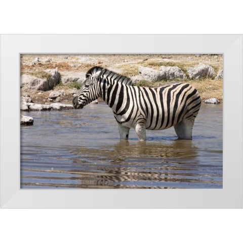 Zebra standing in waterhole, Etosha NP, Namibia White Modern Wood Framed Art Print by Kaveney, Wendy